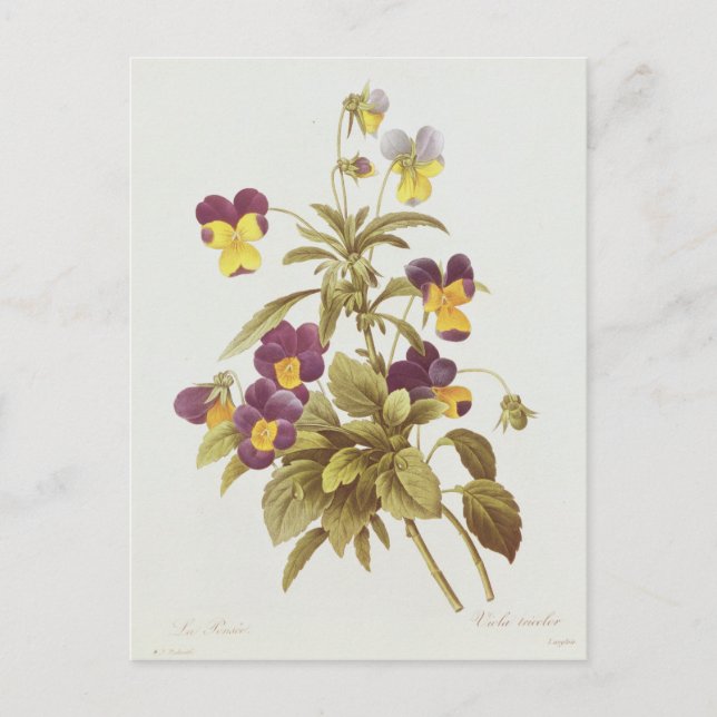 Viola Tricolor Postkarte (Vorderseite)