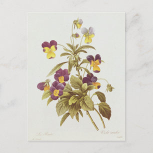 Viola Tricolor Postkarte