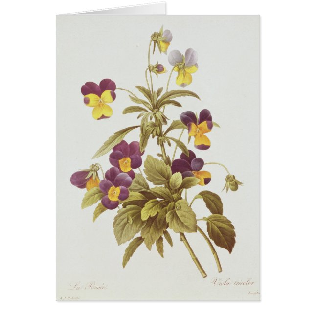 Viola Tricolour (Vorne)