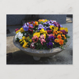 Viola witjana postkarte