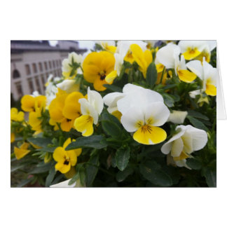 Violas dans le jardin de Villa di Poggio a Caiano