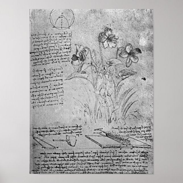 Violas-Studien Poster (Vorne)