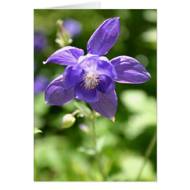 Violet (Vorne)