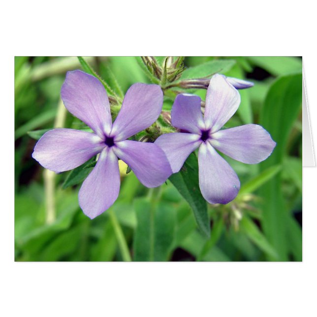 Violet (Devant horizontal)