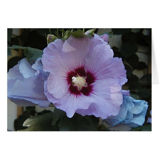 Violet (Devant horizontal)