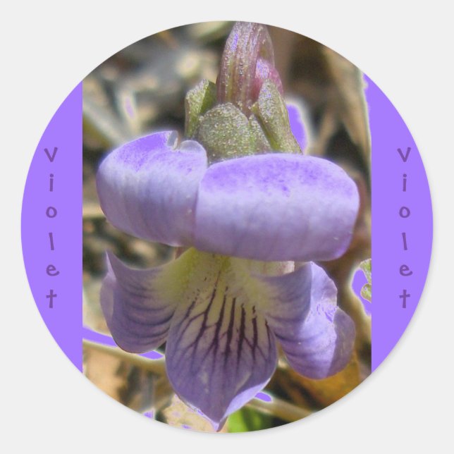 Violet #1 Stickers (Vorderseite)