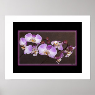 Violet and White Orchid Close Up Photograph Poster