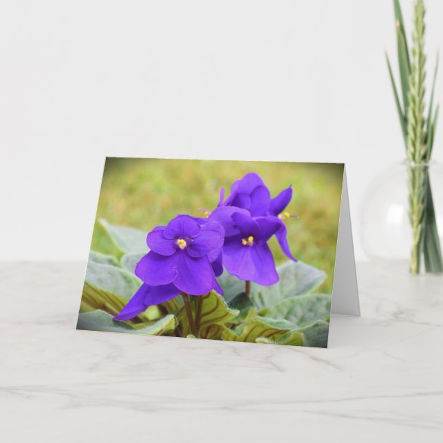 Violet, carte (Devant)