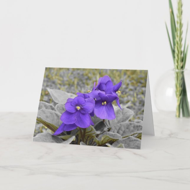 Violet, carte (Devant)