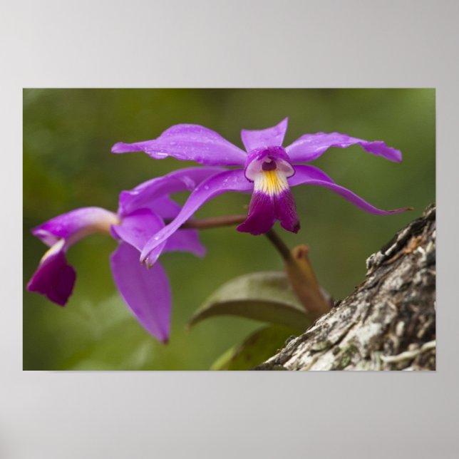 Violet Cattleya Orchid Cattleya violacea) Poster (Vorne)