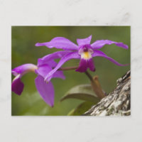 Violet Cattleya Orchid Cattleya violacea)