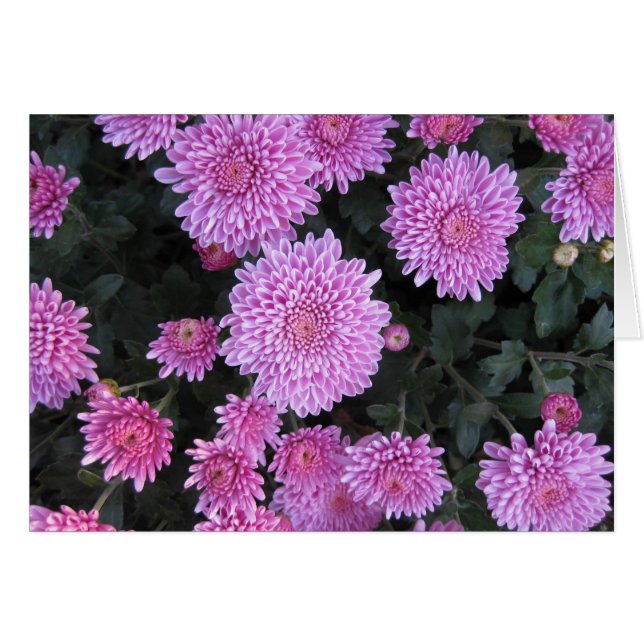 Violet Chrysanthema (Vorderseite (Horizontal))