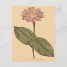 Violet Colored Zinnia Illustration Postkarte