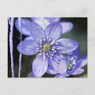 Violet Dreams Postkarte