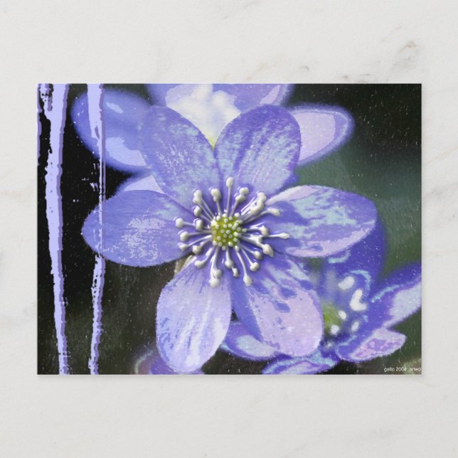 Violet Dreams Postkarte (Vorderseite)