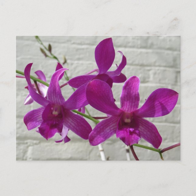 Violet Exotic Orchid Blume Postkarte (Vorderseite)