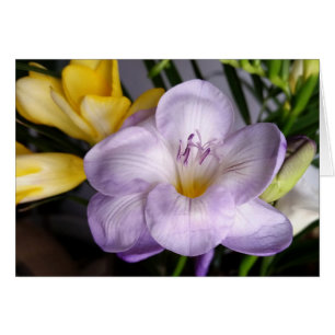 violet freesia