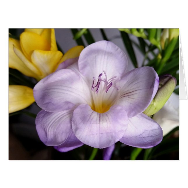violet freesia (Devant horizontal)