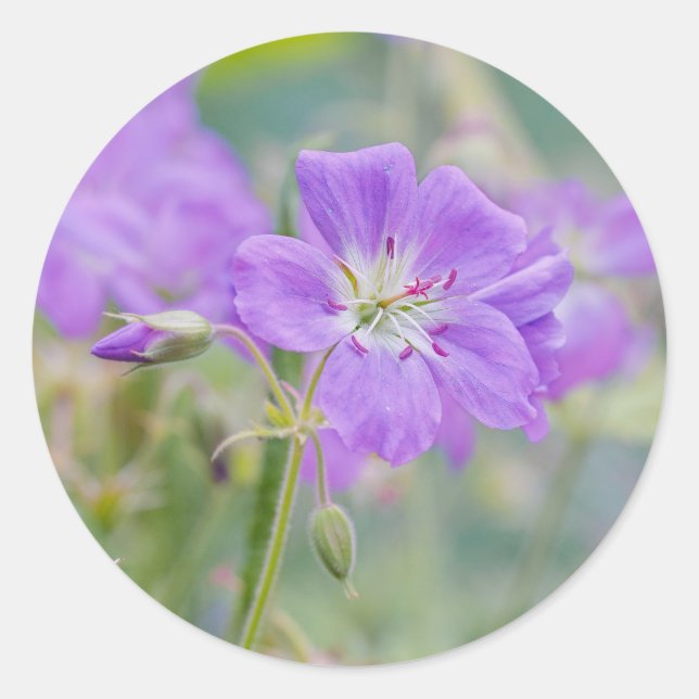Violet Geranium Wildblume Dreamy Nature Foto Runder Aufkleber (Vorderseite)