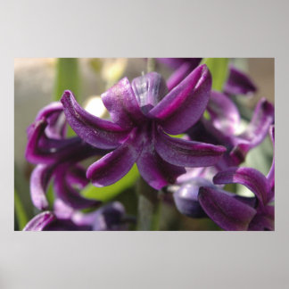 Violet Hyacinths Poster