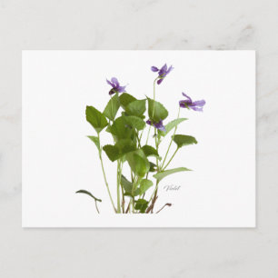 Violet Postkarte