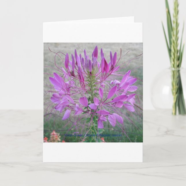 Violet Queen Cleome Karte (Vorderseite)