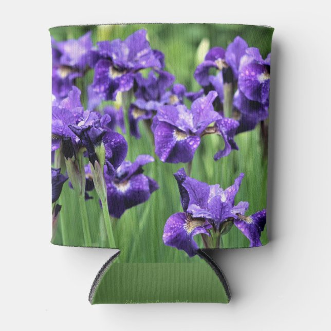 Violet sibirische Iris, Ceasars Bruder Dosenkühler (Vorderseite)