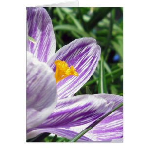 Violet spring crocus