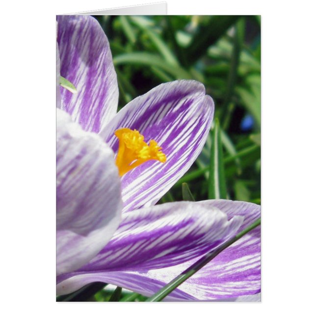 Violet spring crocus (Vorne)