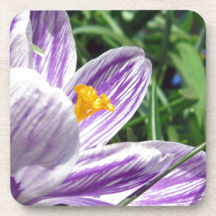 Violet Spring Crocus Getränkeuntersetzer
