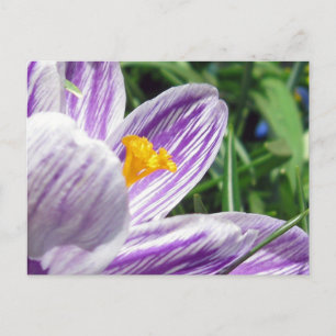 Violet Spring Crocus Postkarte