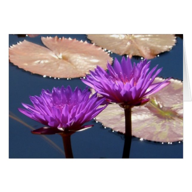Violet Water Lilies (Vorderseite (Horizontal))