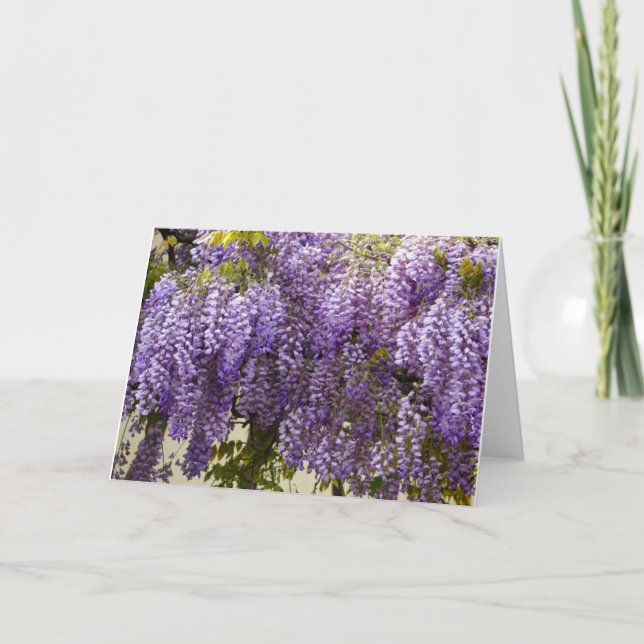 Violet Wisteria Blume Karte (Vorderseite)