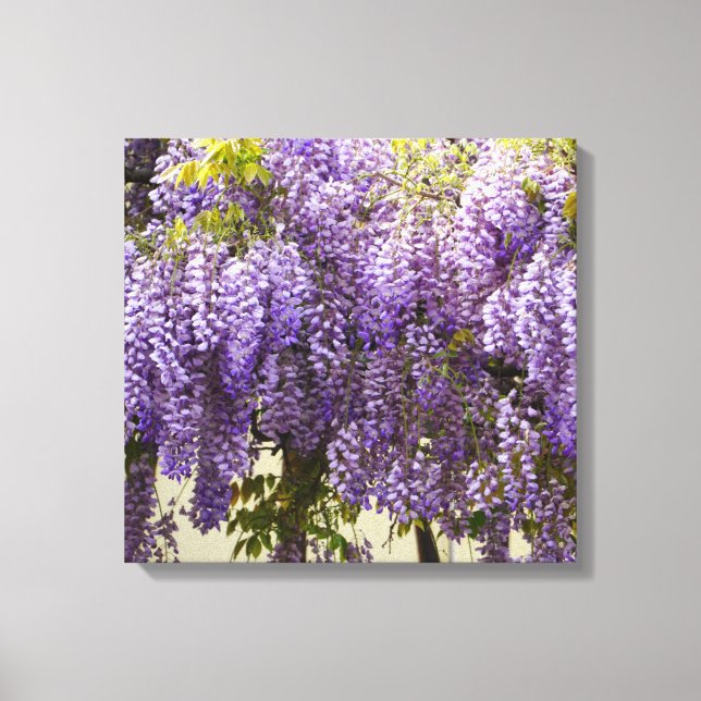 Violet Wisteria Blume Leinwanddruck (Vorderseite)