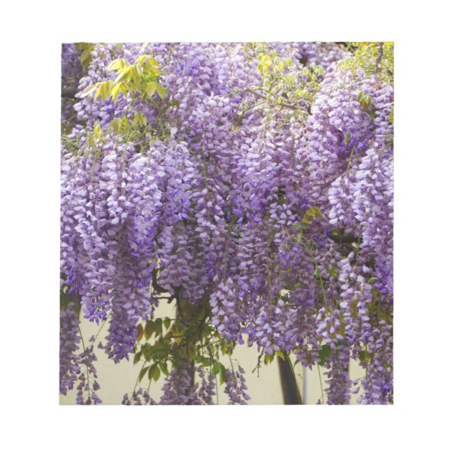 Violet Wisteria Blume Notizblock (Vorderseite)
