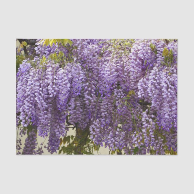 Violet Wisteria Blume Seidenpapier (Vorderseite)