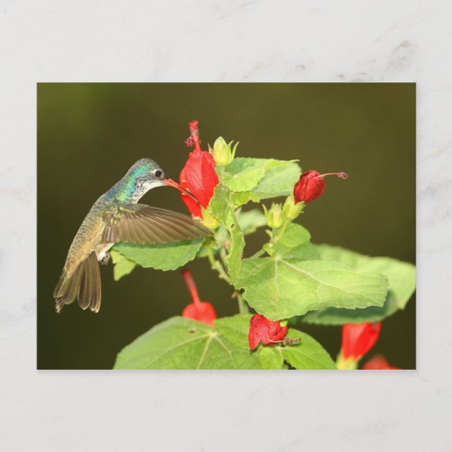 Violetenkronen x Breitschnabel-Hybridhummingvogel Postkarte (Vorderseite)