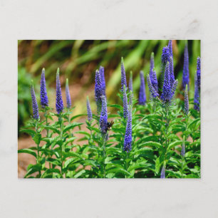Violetfarbenstrahlende Sterne-Blume Postkarte