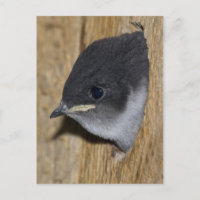 Violetgrün Schwalben Küken - Postkarte