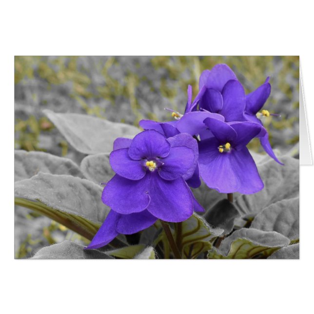 Violets (Devant horizontal)
