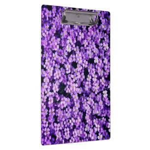 Violets-Zwischenablage Klemmbrett