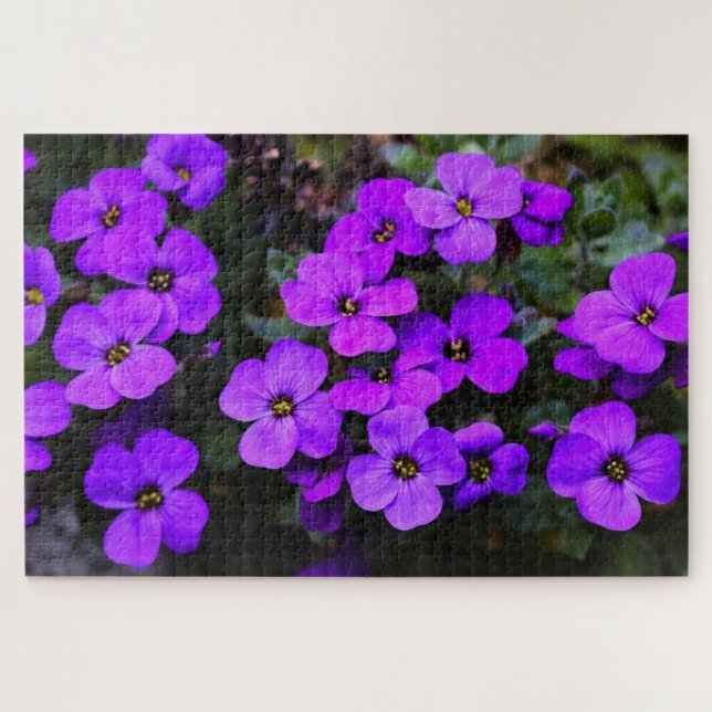 Violett-Blume (Horizontal)