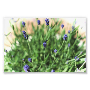Violett-Blume - Foto drucken