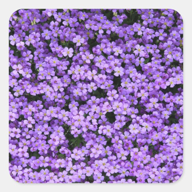 Violett-Blume Quadratischer Aufkleber (Vorderseite)