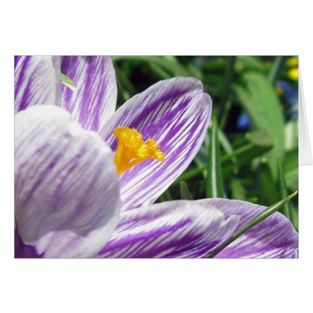 Violett-Frühlingscrocus (Vorderseite (Horizontal))