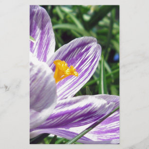 Violett-Frühlingscrocus Briefpapier