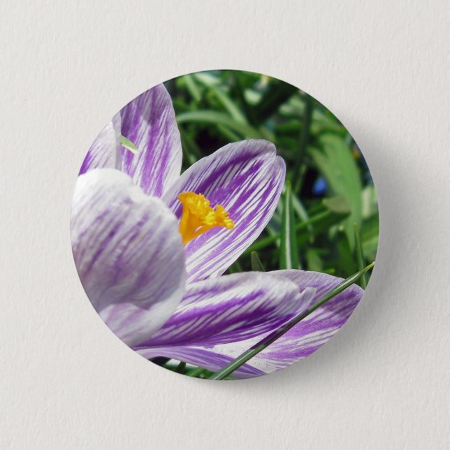 Violett-Frühlingscrocus Button (Vorderseite)