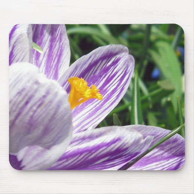Violett-Frühlingscrocus Mousepad (Vorne)