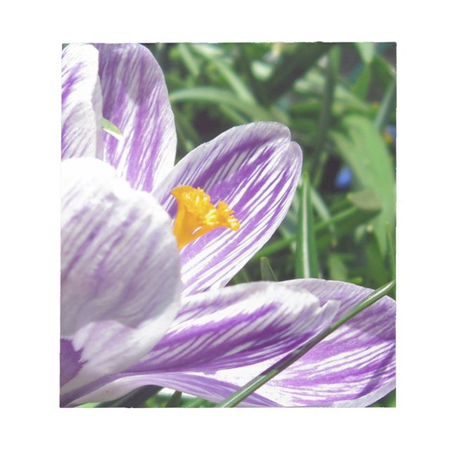 Violett-Frühlingscrocus Notizblock (Vorderseite)