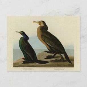 Violett-grün & Townsend's Cormorant, Audubon Birds Postkarte